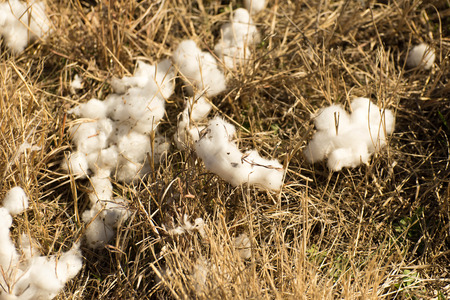 natural cotton bolls in the field ready for harvestingの写真素材