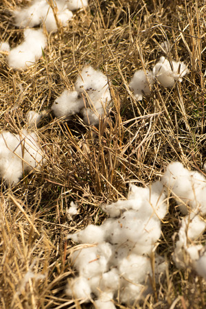 natural cotton bolls in the field ready for harvestingの写真素材