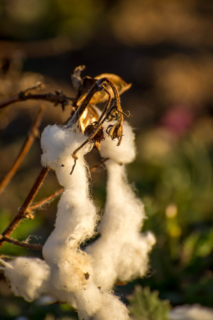 natural cotton bolls in the field ready for harvestingの写真素材