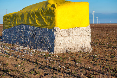 natural cotton bolls in the field ready for harvestingの写真素材