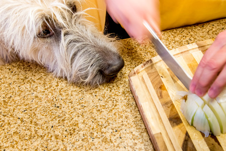 Cook chopping a white onion on a cutting boardの写真素材