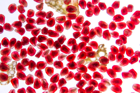 pomegranate seeds with backlightingの写真素材