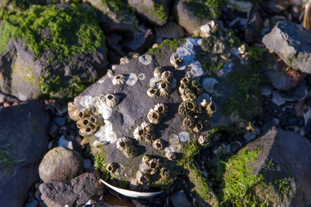 rocky shore front with white seashells and seaweed