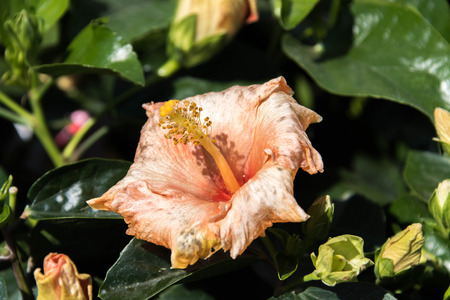 pink and yellow spring hibiscus flowersの写真素材