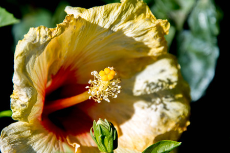 pink and yellow spring hibiscus flowersの写真素材