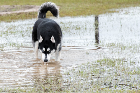 syberian husky  playing in a flooded dogparkの写真素材