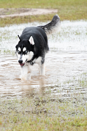 syberian husky  playing in a flooded dogparkの写真素材