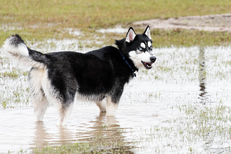 syberian husky  playing in a flooded dogparkの写真素材