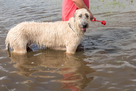 man with dogs in standing flood watersの写真素材