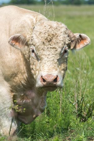 a white bull standing in a green pastureの写真素材