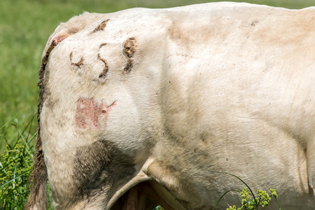 a white bull standing in a green pastureの写真素材