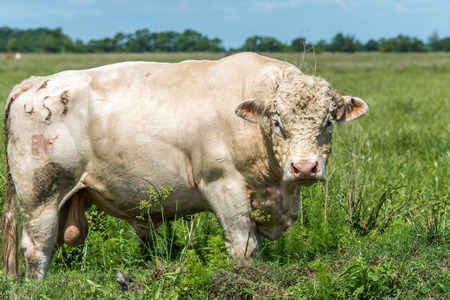 a white bull standing in a green pastureの写真素材