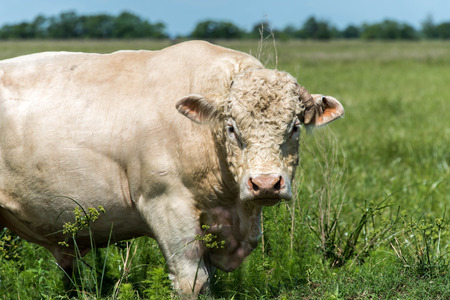 a white bull standing in a green pastureの写真素材