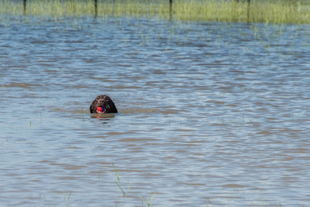 Chocolate lab dog playing in standing flood waters in Houston, Texasの写真素材
