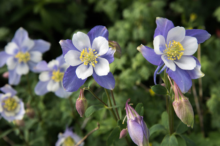 a field with Rocky Mountain blue columbine flowersの写真素材
