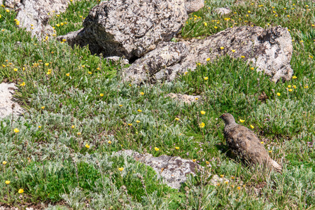 mountain landscape scenery above timberline with Ptarmigan camouflaged in the rockscapesの写真素材