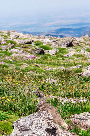 mountain landscape scenery above timberline with Ptarmigan camouflaged in the rockscapesの写真素材