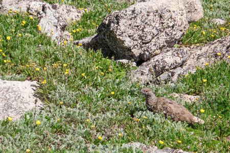 mountain landscape scenery above timberline with Ptarmigan camouflaged in the rockscapesの写真素材