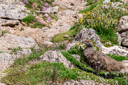 mountain landscape scenery above timberline with Ptarmigan camouflaged in the rockscapesの写真素材