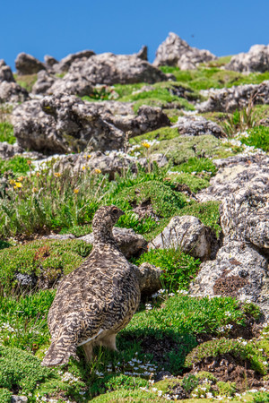 mountain landscape scenery above timberline with Ptarmigan camouflaged in the rockscapesの写真素材
