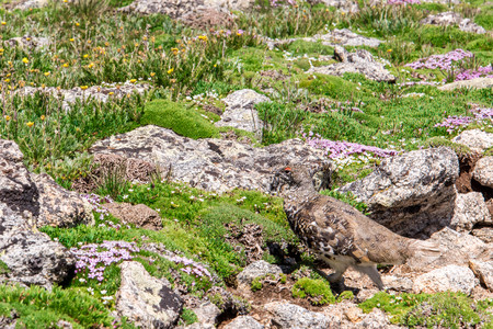 mountain landscape scenery above timberline with Ptarmigan camouflaged in the rockscapesの写真素材