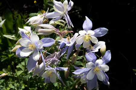 a field with Rocky Mountain blue columbine flowersの写真素材