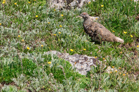 mountain landscape scenery above timberline with Ptarmigan camouflaged in the rockscapesの写真素材