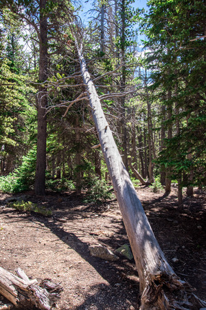 fallen tree in a pine forestの写真素材