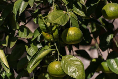 branch with organic oranges growing in fresh sunshine