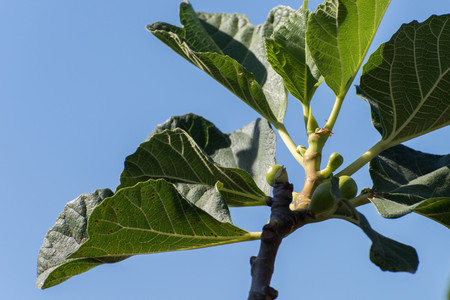 a branch with figs growing, against a blue sky