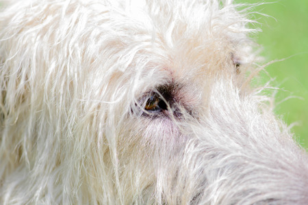 close up of a wheaten irish wolfhoundの写真素材