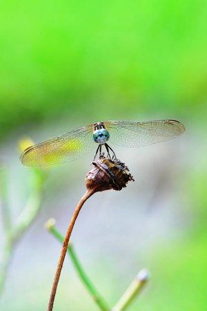 macro close-up of a dragonfly balancing on a green branch