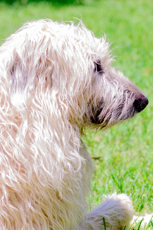 close up of a wheaten irish wolfhoundの写真素材