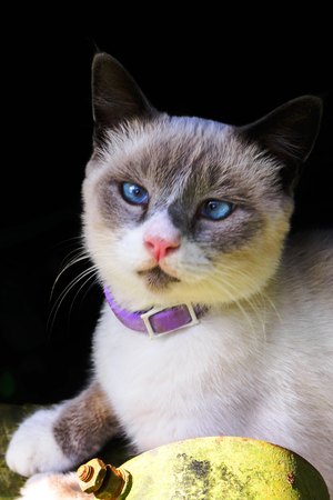 white barn cat with blue eyesの写真素材