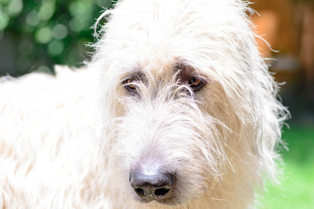 close up of a wheaten irish wolfhoundの写真素材
