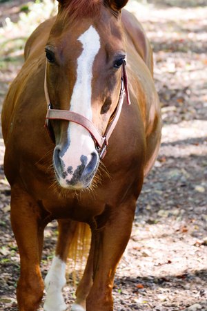 brown and white quarter horse standing outdoorsの写真素材