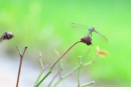 Macro close-up of a dragonfly balancing on a green branchの写真素材