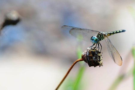 macro close-up of a dragonfly balancing on a green branchの写真素材