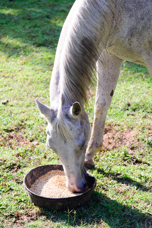 white quarter horse eating from a food bowl while standing on green grassの写真素材