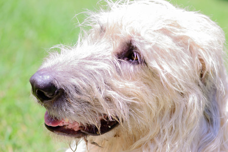 close up of a wheaten irish wolfhoundの写真素材
