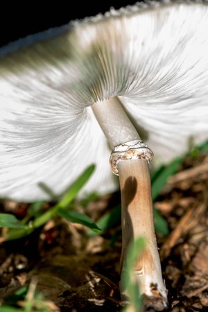 white mushroom growing in a wet lawnの写真素材