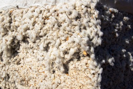 outdoor piles of picked cotton ready for processingの写真素材