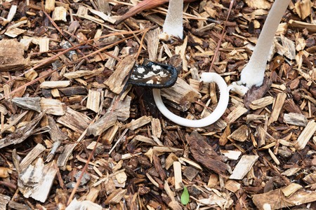 brown spotted mushrooms outdoorsの写真素材