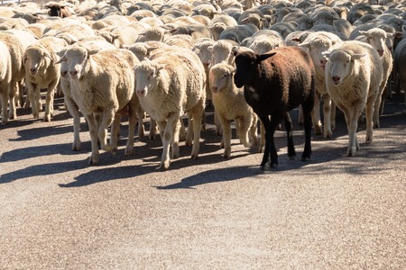 sheep being herded on a livestock corridor roadの写真素材