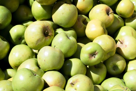 fresh green farm apples at a farmers marketの写真素材