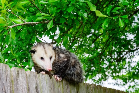 Grey and white opossum on a fenceの写真素材