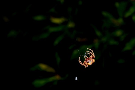 spider outside at night spinning a webの写真素材