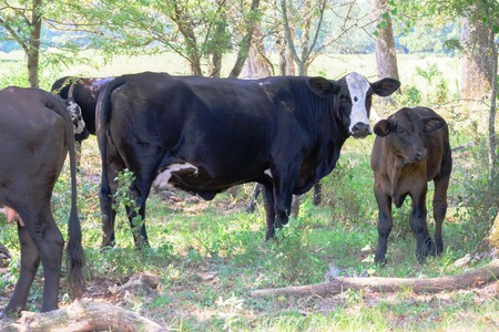 black cows roaming on a ranch with grass and treesの写真素材