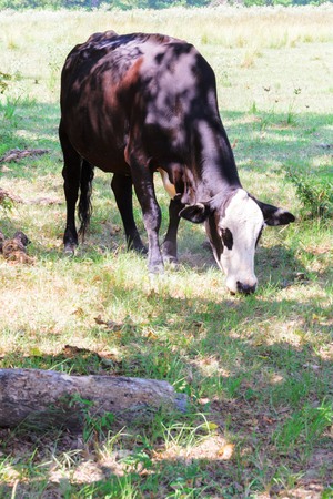 black cows roaming on a ranch with grass and treesの写真素材