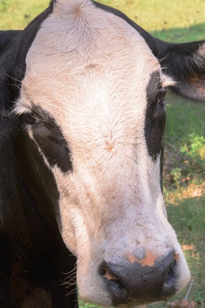 black and white cow grazing on green grass under treesの写真素材